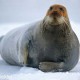 Тюлени Арктики
