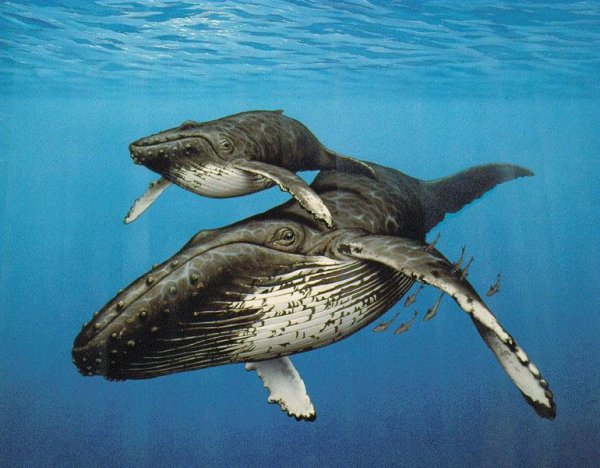 Серый кит - Обитатели северных морей