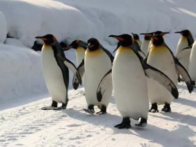 Пингвины - Обитатели северных морей